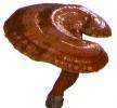 Jamur lingzhi