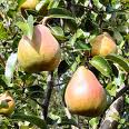 pear